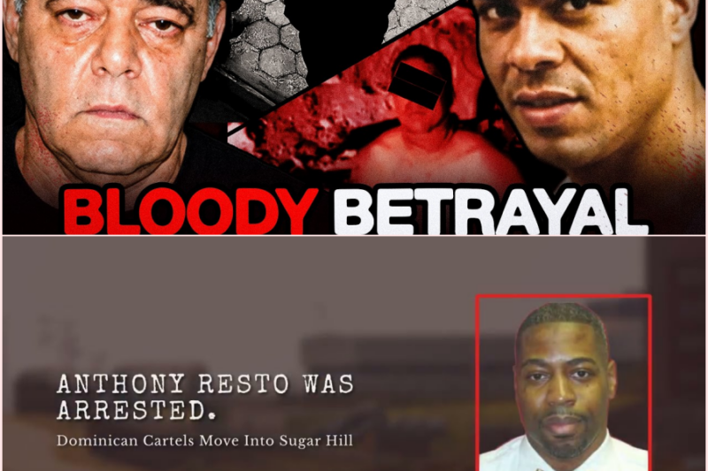 He Outsold the Italians Until Harlem Buried Him in a Park: Sugar Hill Tone – HT