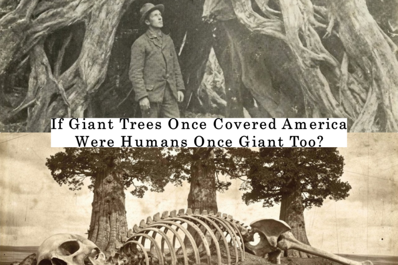 If Giant Trees Once Covered America, Were Humans Once Giant Too? JJ
