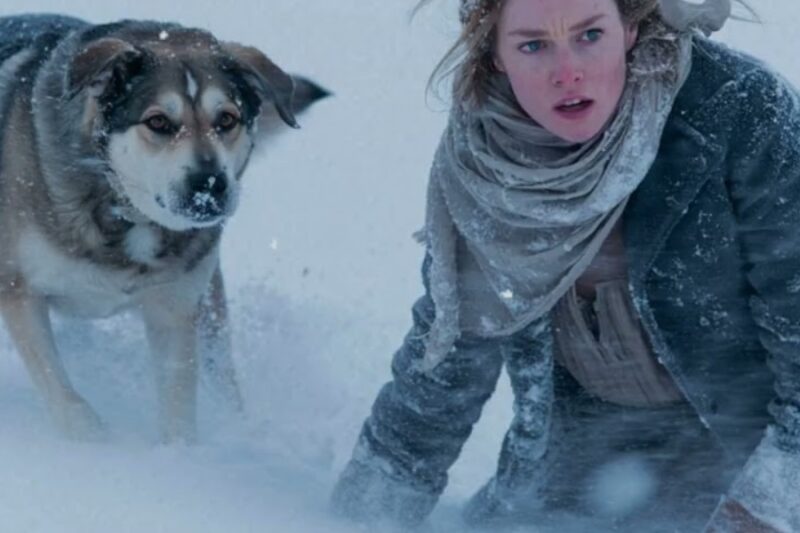Divorced Woman Left Alone in the Blizzard, Her Dog Found a Hidden Rock Shelter — It Saved Her Life