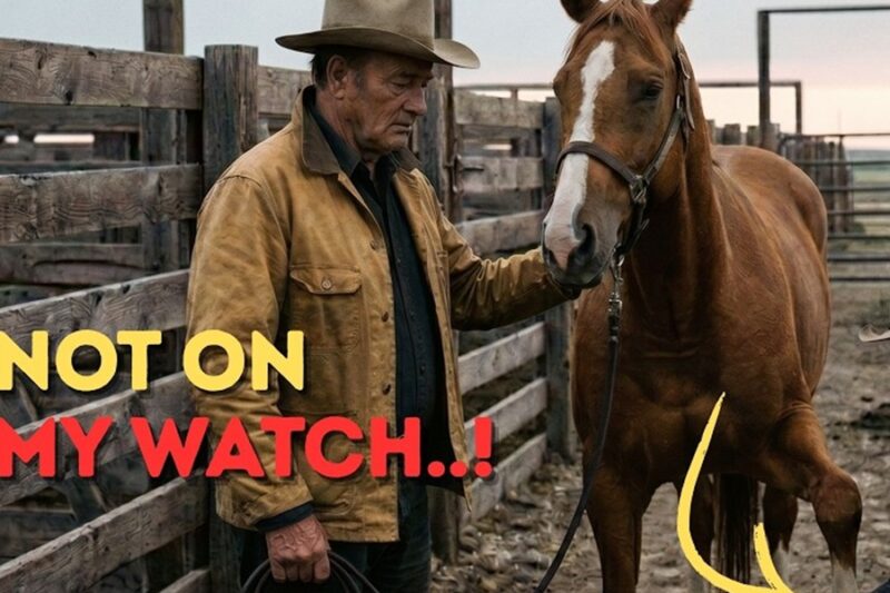 John Wayne Saw Them Leading A Horse To Be Put Down In Cheyenne, 1956 — Then He Stepped In D