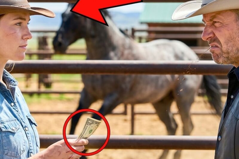 She Offered to Buy His Worst Stallion for a Dollar — Rode It Out of the Corral That Afternoon R