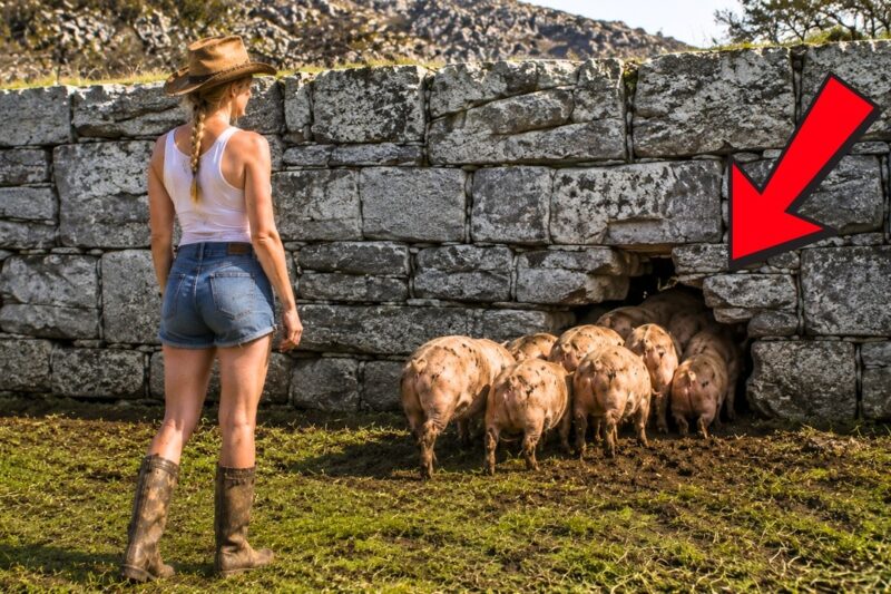 Her Pigs Kept Slipping Through a Crack in the Fence — Behind It, She Found an Abandoned Orchard 